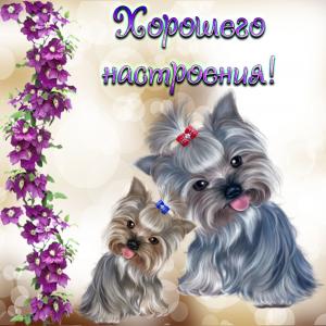 Картинка с собачками для хорошего настроения
