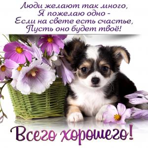 Открытка с милой собачкой и пожеланием всего хорошего