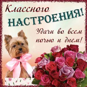 Собачка на картинке желает классного настроения