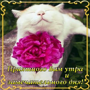 Красивая открытка с с белым котиком