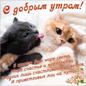 Открытка с котиками и пожеланием доброго утра