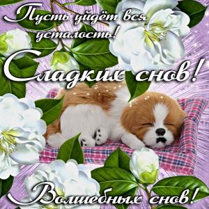 Открытка с собачкой и пожеланием сладких снов