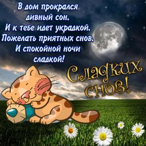 Картинка с котиком спящим на ромашковом поле