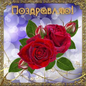 Картинка с красивыми розами на приятном фоне