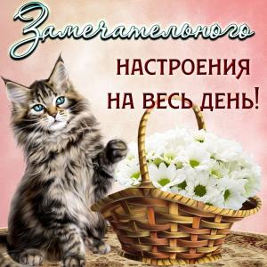 Котик желает замечательного настроения