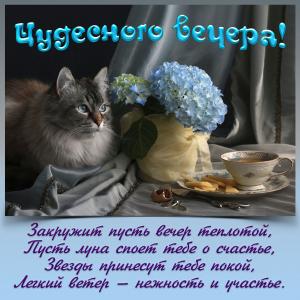 Картинка с котом желающим тебе чудесного вечера