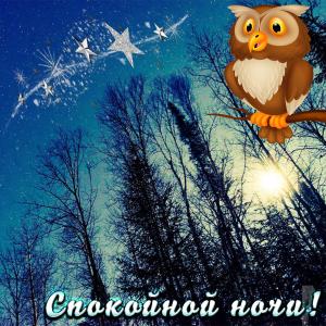 Открытка с совой на фоне ночного леса