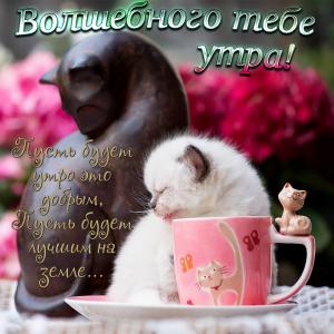 Забавная открытка с разными кошечками