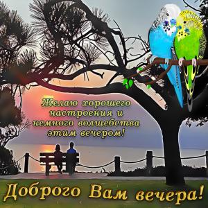 Открытка доброго вечера с попугайчиками
