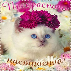 Милый котик желает всем прекрасного настроения