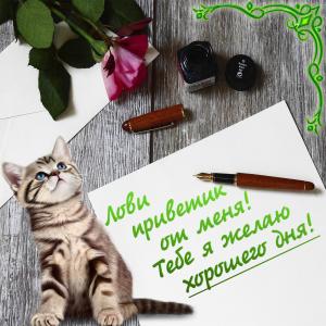 Картинка с котиком и пожеланием хорошего дня