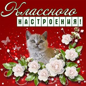 Котёнок на картинке желает классного настроения