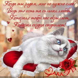 Милая картинка с котиком  на красивом фоне