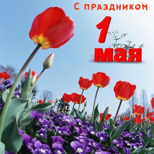 Картинка на 1 мая с красивыми маками в поле