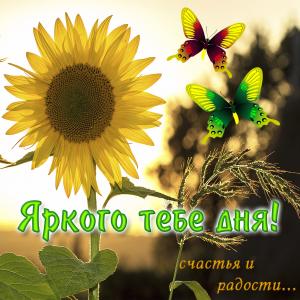 Открытка с подсолнухом и пожеланием яркого дня