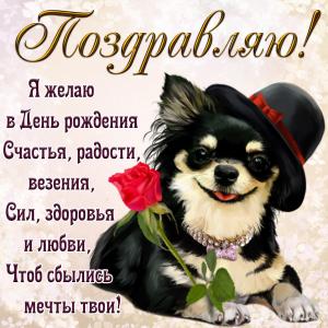 Картинка на День рождения с собачкой в шляпке