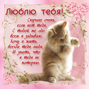 Открытка с котиком в красивом оформлении