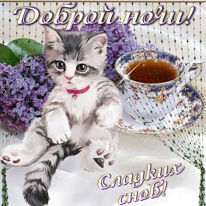 Открытка с котёнком желающим доброй ночи