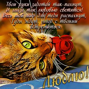 Красивая открытка с котиком и розочкой
