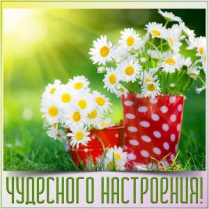 Картинка с ромашками для чудесного настроения