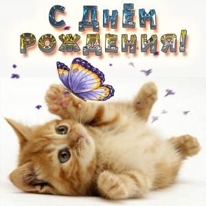 Картинка с милым котёнком на День рождения