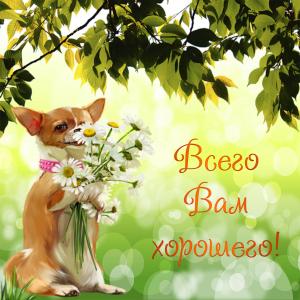 Открытка с собачкой на фоне листиков