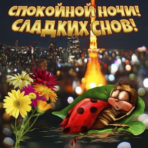 Картинка со спящей божьей коровкой