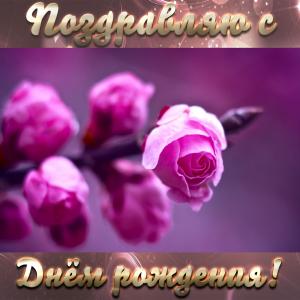 Открытка с розами на День рождения женщине