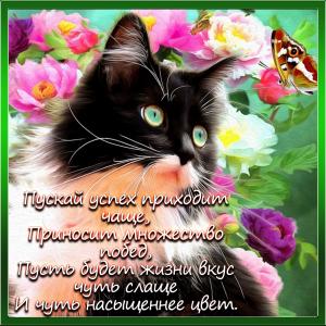 Картинка с красивым котиком в рамочке